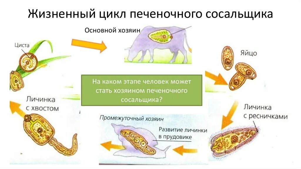 Последовательность жизненных стадий печеночного сосальщика. Схема жизненного цикла печеночного сосальщика. Цикл развития печеночного сосальщика. Цикл развития печеночного сосальщика биология. Стадии жизненного цикла печеночного сосальщика.