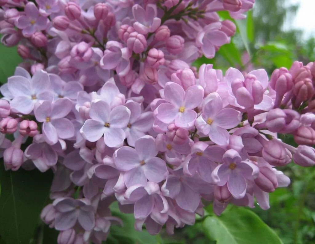 Сирень syringa. Сирень Ладога. Сирень обыкновенная Syringa vulgaris Ладога. Сирень Гиацинтовая Бюффон. Сирень обыкновенная Кружевница.