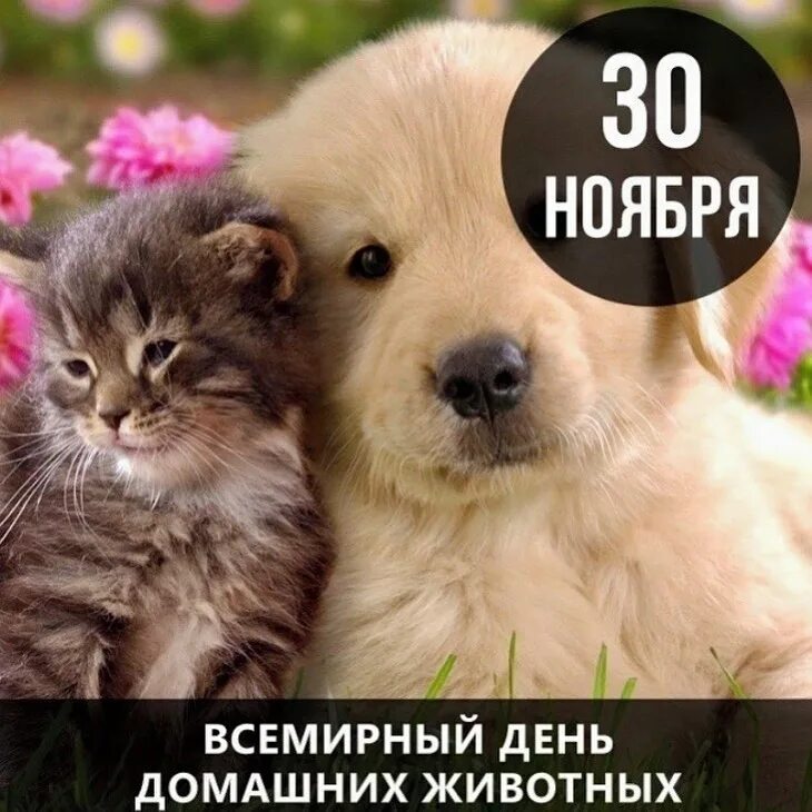 30 ноября день животных. День домашних животных. Когда день домашних животных. Всемирный день домашних животных фото. Берегите своих питомцев.