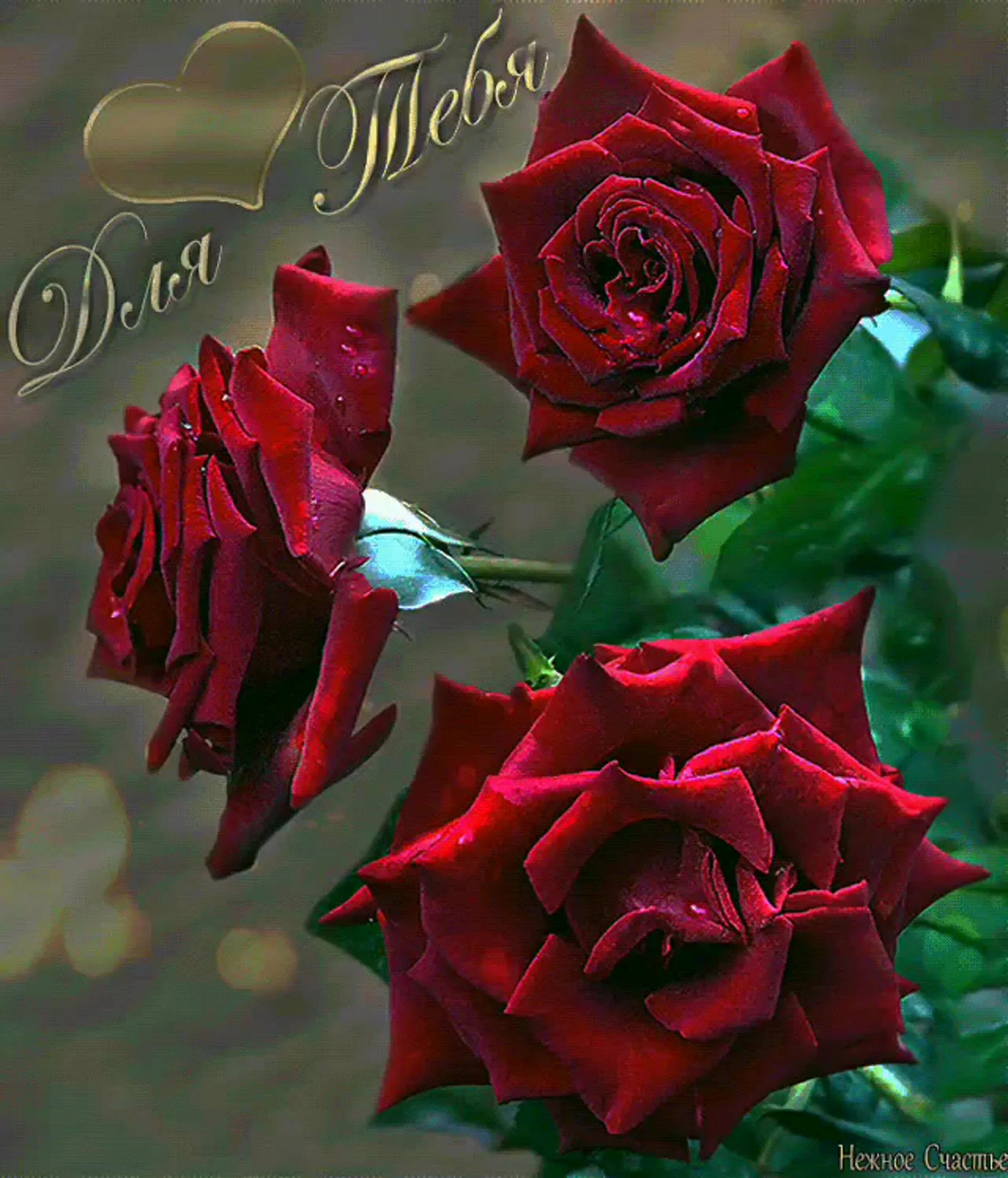 Цветы девушкам гифки. Красивые розы. Открытки с розами. Цветы для тебя.