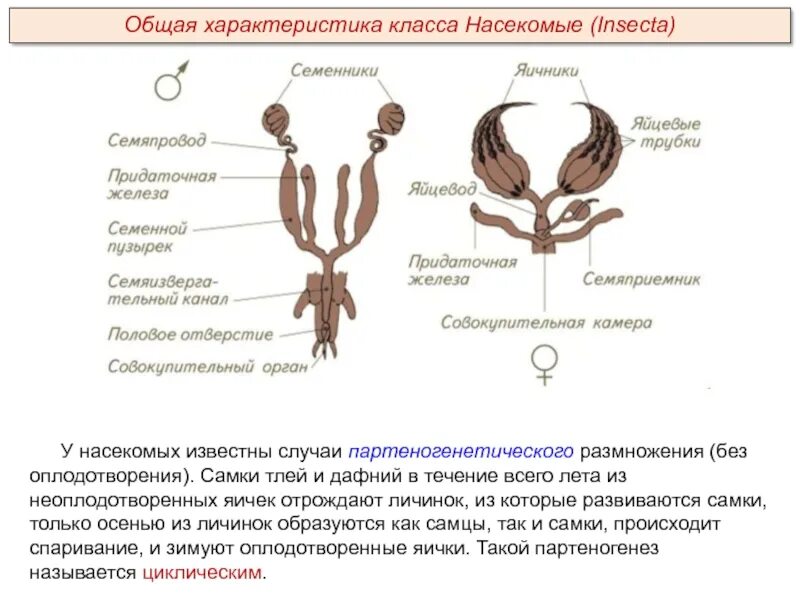 У птиц внутреннее оплодотворение. Половая насекомых. Оплодотворение насекомых. Половая система насекомых. Внутреннее оплодотворение у насекомых.