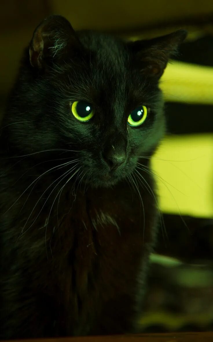Шантильи Тиффани кошка. Британский короткошерстный кот черный с зелеными глазами. Чёрный кот с зелёными глазами. Черная кошка с зелеными глазами.
