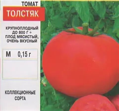 Томат знатный толстяк отзывы