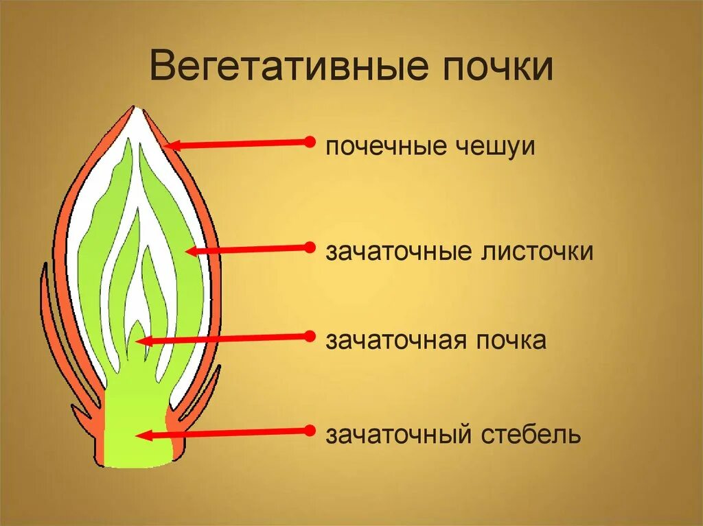 Чем отличается генеративная почка. Строение вегетативной почки растения. Строение почки растения. Строение вегетативной и генеративной почки. Вегетативная точка биология.