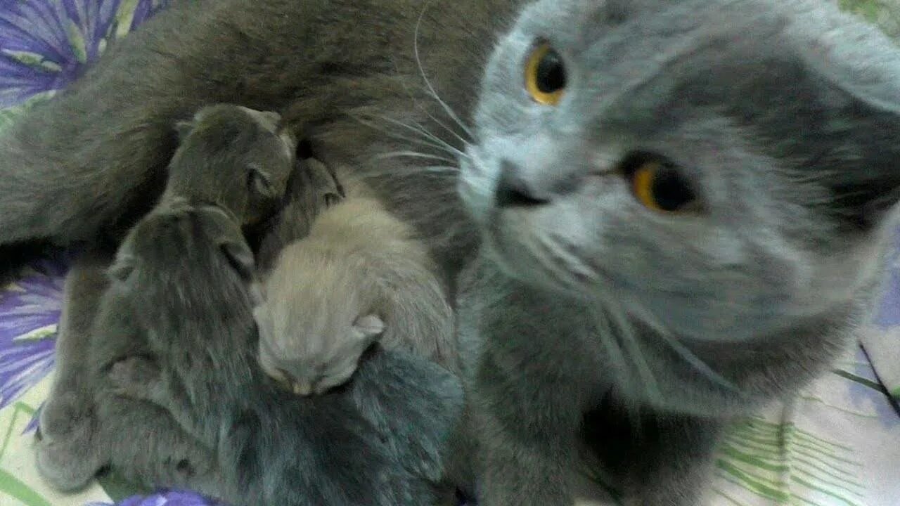 Вислоухая кошка рожает. Новорожденные котята Шотландские вислоухие. Роды шотландской вислоухой.