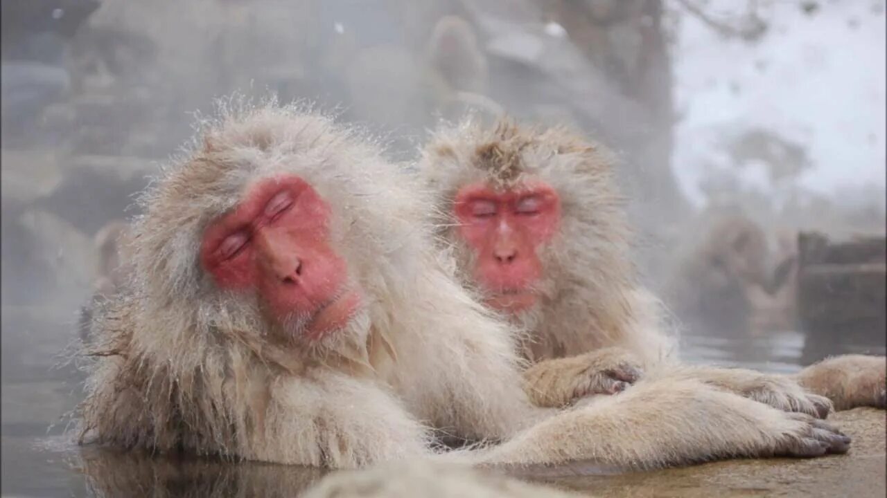 Обезьяна в кипятке. Парк обезьян Джигокудани. Парк снежных обезьян Дзигокудани. Снежные обезьяны в горячих источниках Нагано. Обезьяний парк Дзигокудани, Япония.