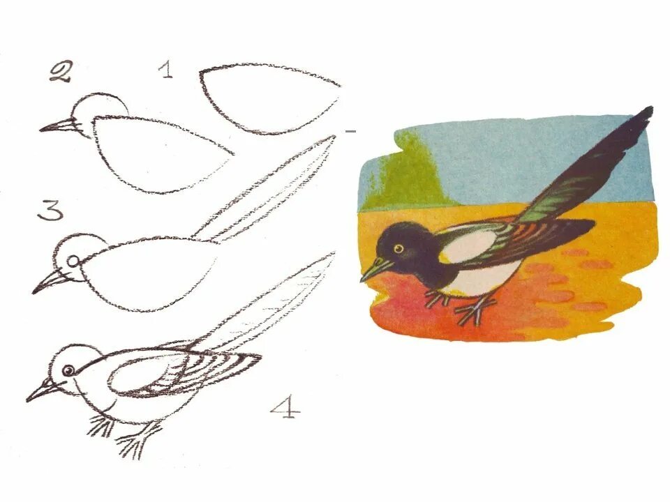 Птица рисунок. Рисование птиц для детей. Последовательное рисование птицы. Схема рисования птицы. Нарисовать рисунок выскочка