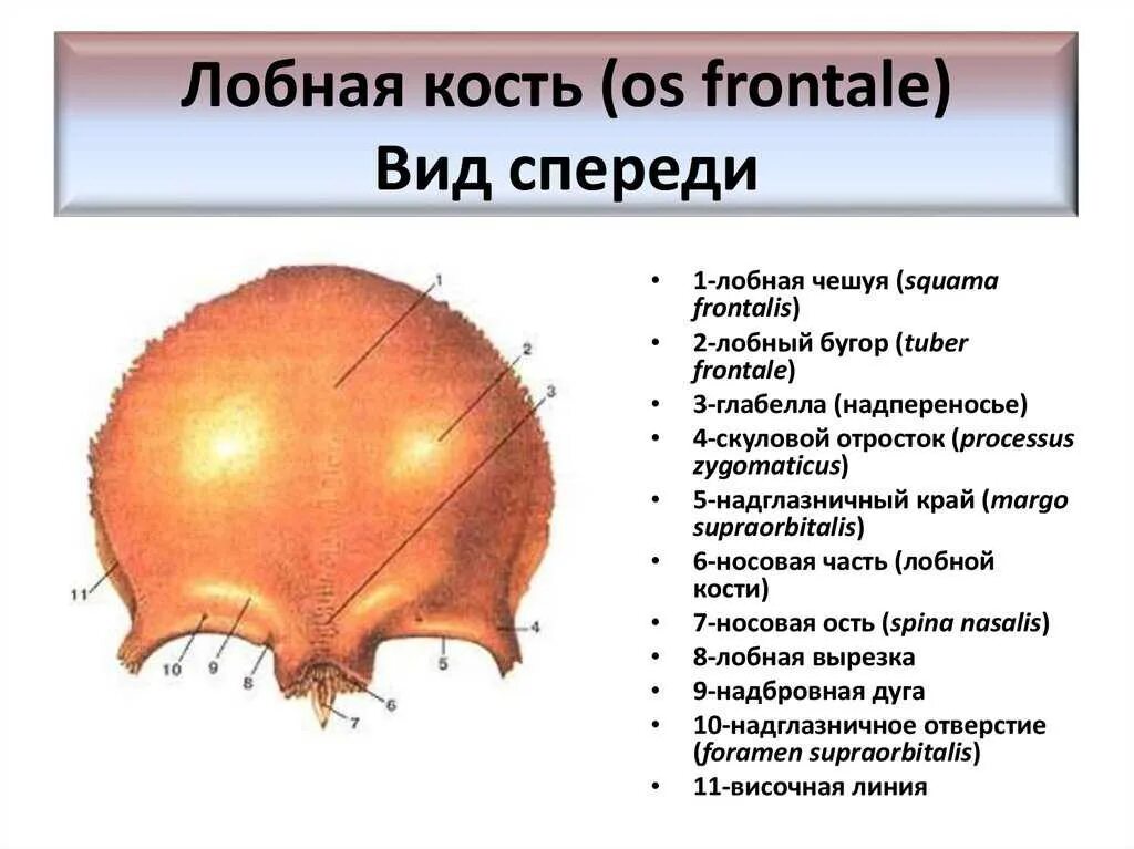 Кости черепа лобная кость анатомия. Лобная кость вид спереди вид снизу. Лобная кость строение на латыни. Лобная кость анатомия строение на черепе.