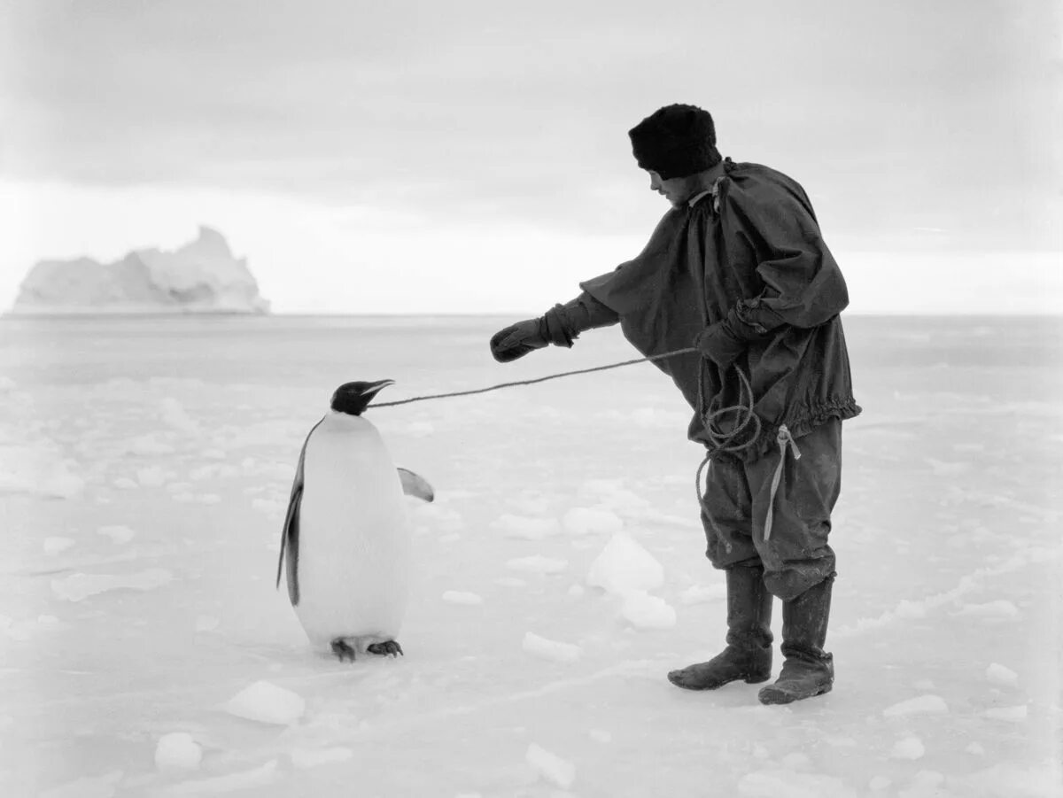 Антарктида Экспедиция 1912. Амундсен собаки Антарктида. В середине 20 века антарктида для многих