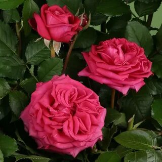 Rose noble