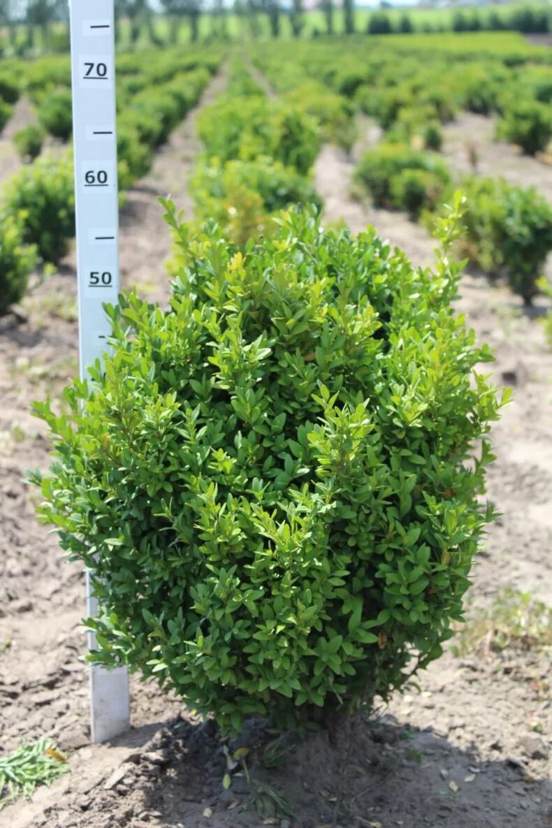 Самшит вечнозеленый buxus sempervirens. Самшит buxus. Самшит буксус. Буксус (самшит) куст. Самшит буксус семпервиренс.
