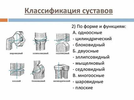 Классификация суставов по строению и форме