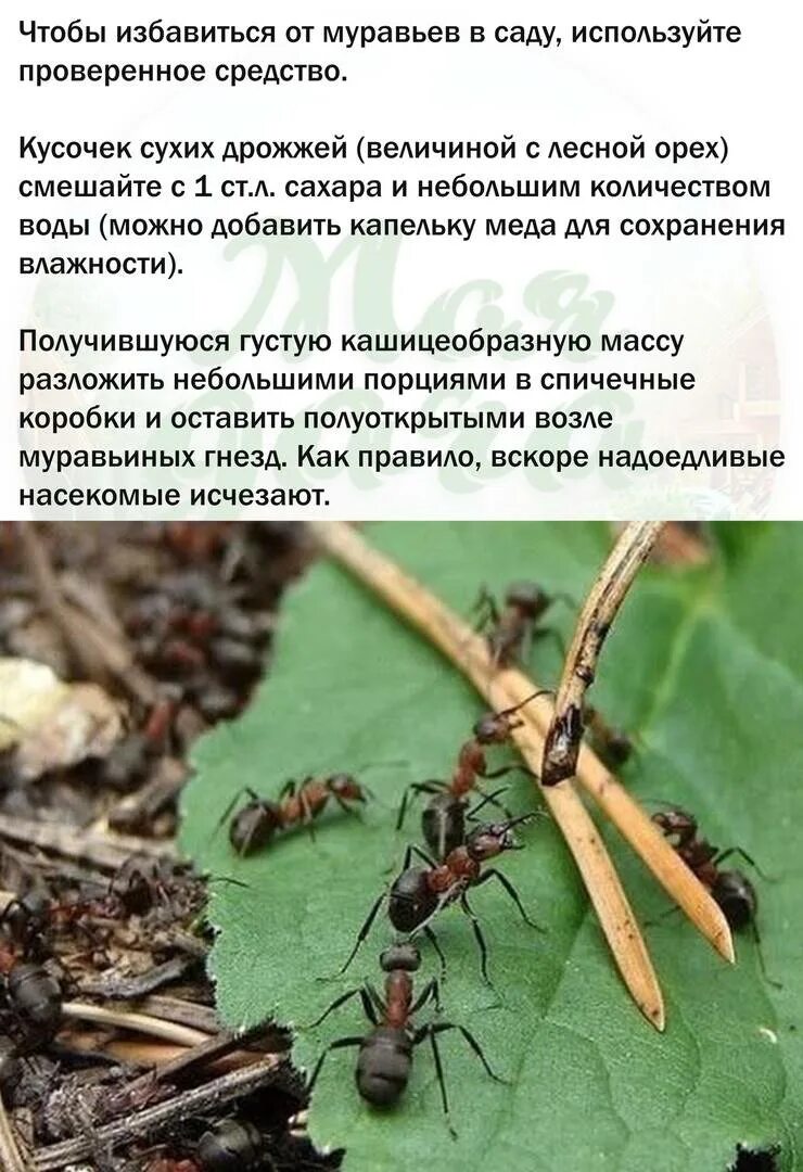 Как избавиться от муравьев способы. Муравьи в огороде. муравьи на даче. препараты от муравьев в теплице.