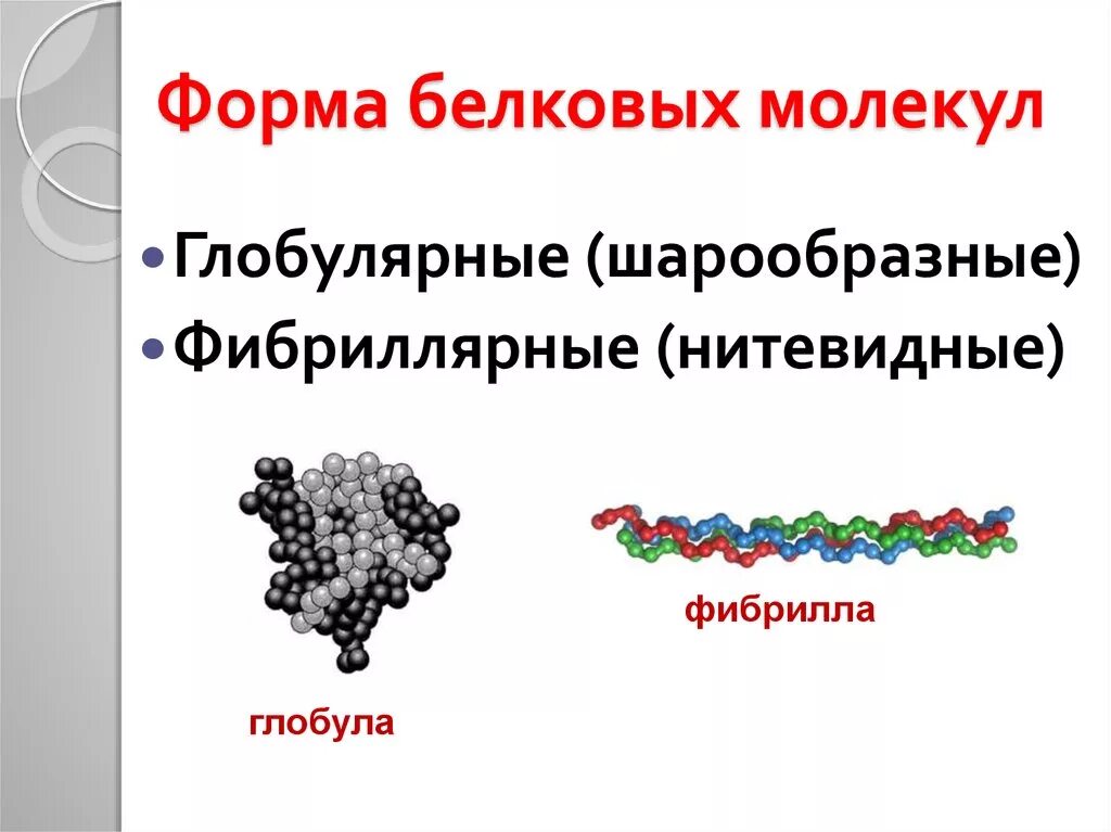 Формы белковых молекул. Классификация белков по форме белковой молекулы. Классификация белков фибриллярные и глобулярные. Глобулярные и фибриллярные белки. Различия белков по форме молекул.