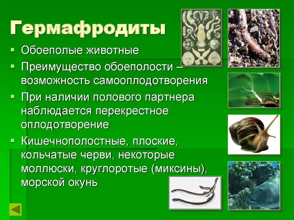 Гермафродитами являются черви. Гермафродитизм это в биологии. Гермафродиты примеры организмов. Какие животные Гермафроди. Гермафродитизм размножение.