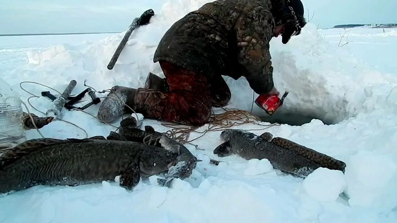 Зимняя ловля видео. Налим зимняя рыбалка Енисей. Рыбалка на Енисее на налима. Налим зимой. Зимняя рыбалка на севере.