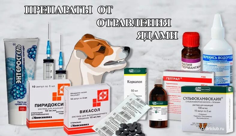 Препараты для отравления собак. Чем можно отравить собаку. Препараты от отравления для собак. Каким препаратом отравить собаку. Какой отравой можно
