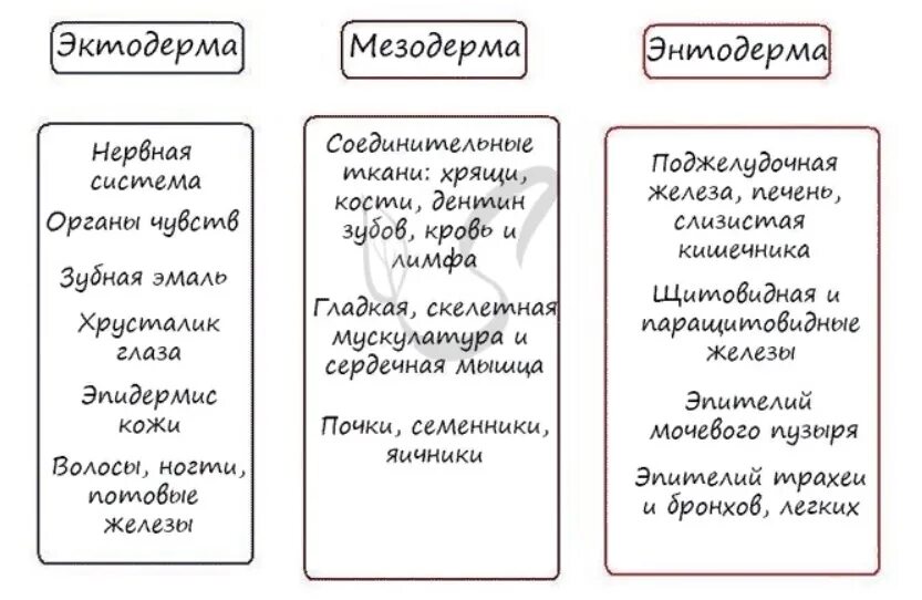 Зародышевые листки и органы образующиеся из них