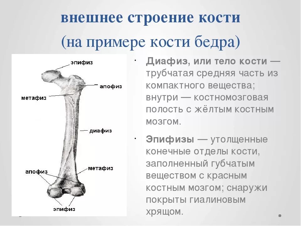 Строение кости диафиз эпифиз. Части кости эпифиз метафиз. Бедренная кость диафиз эпифиз метафиз. Эпифиз диафиз бедренной кости.