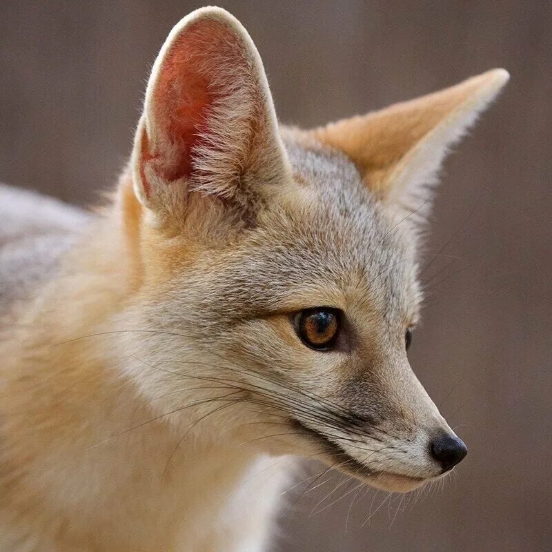 Kit fox. Американская лисица Vulpes macrotis. Kit Fox животное. Vulpes macrotis.