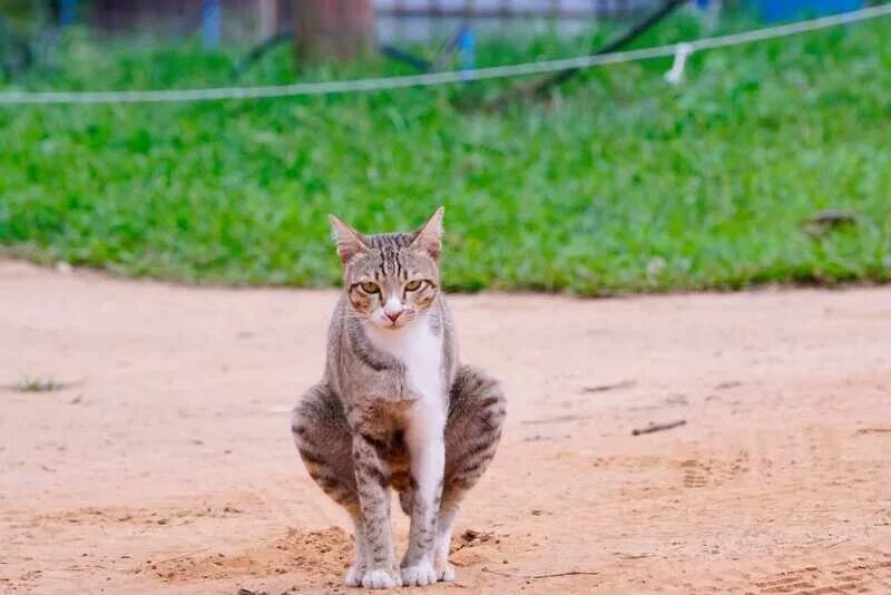 Котята воняют. Котик какает. Кот какает на закате. Котятки сильные.