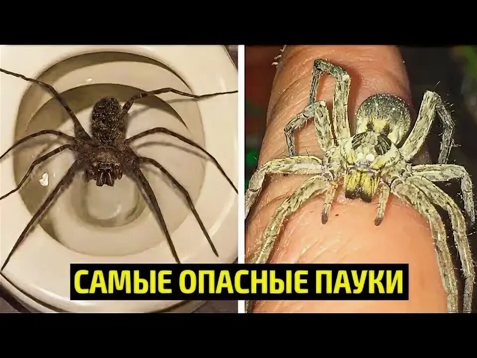 Как выглядят самые опасные в мире Japanese Spider Crab Beautiful sea creatures, Weird animals, Crab