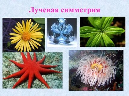 Лучевая система характерна для