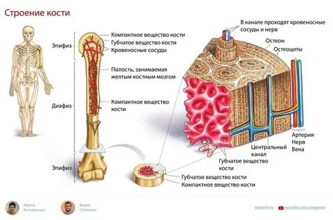 Костная ткань является