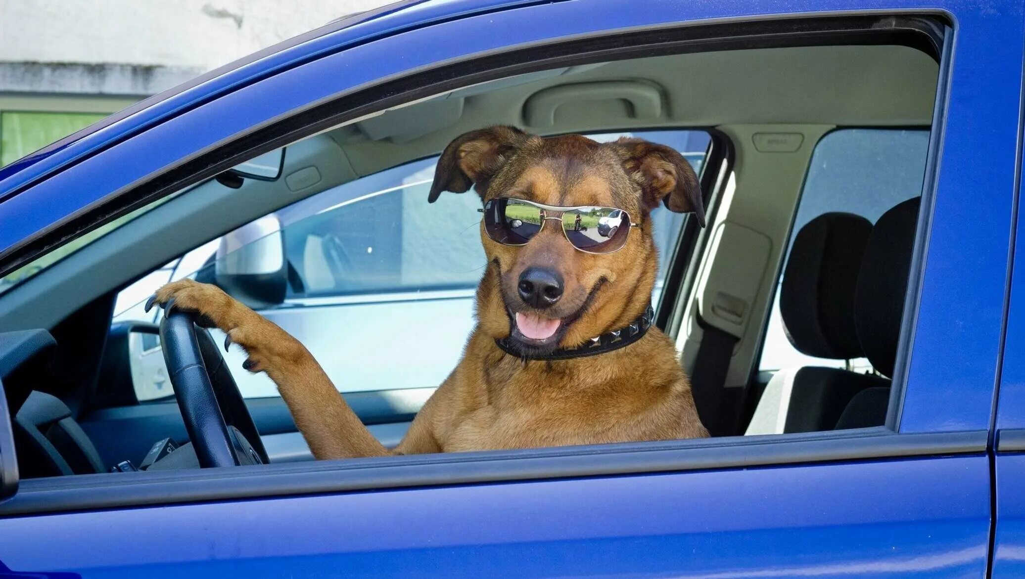 Веселое в машину слушать. Собака в машине. Собака за рулем. Пес за рулем. Звери за рулем.