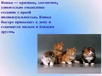Кошка привыкает к дому