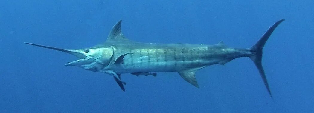 Блю марлин. Рыба-меч. Атлантический белый марлин. Kapuyt marlin. Марлин пойманный.
