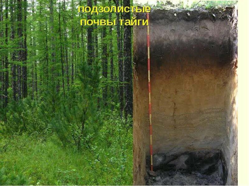 Таежные почвы характеристика. Подзолистые почвы тайги. таежная подзолистая почва. дерново-подзолистые почвы тайги. дерево подзолистые почвы тайги.