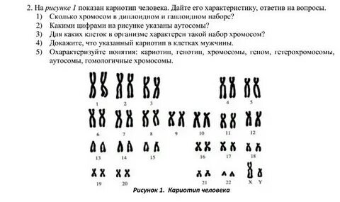 В кариотипе яблони 34 хромосомы