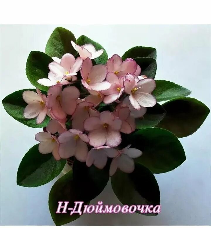 бердникова). бердникова). фиалки бердникова дюймовочка. фиалка дюймовочка полумини. фиалка мини н дюймовочка.