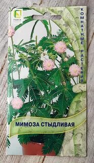 Мимоза стыдливая семена