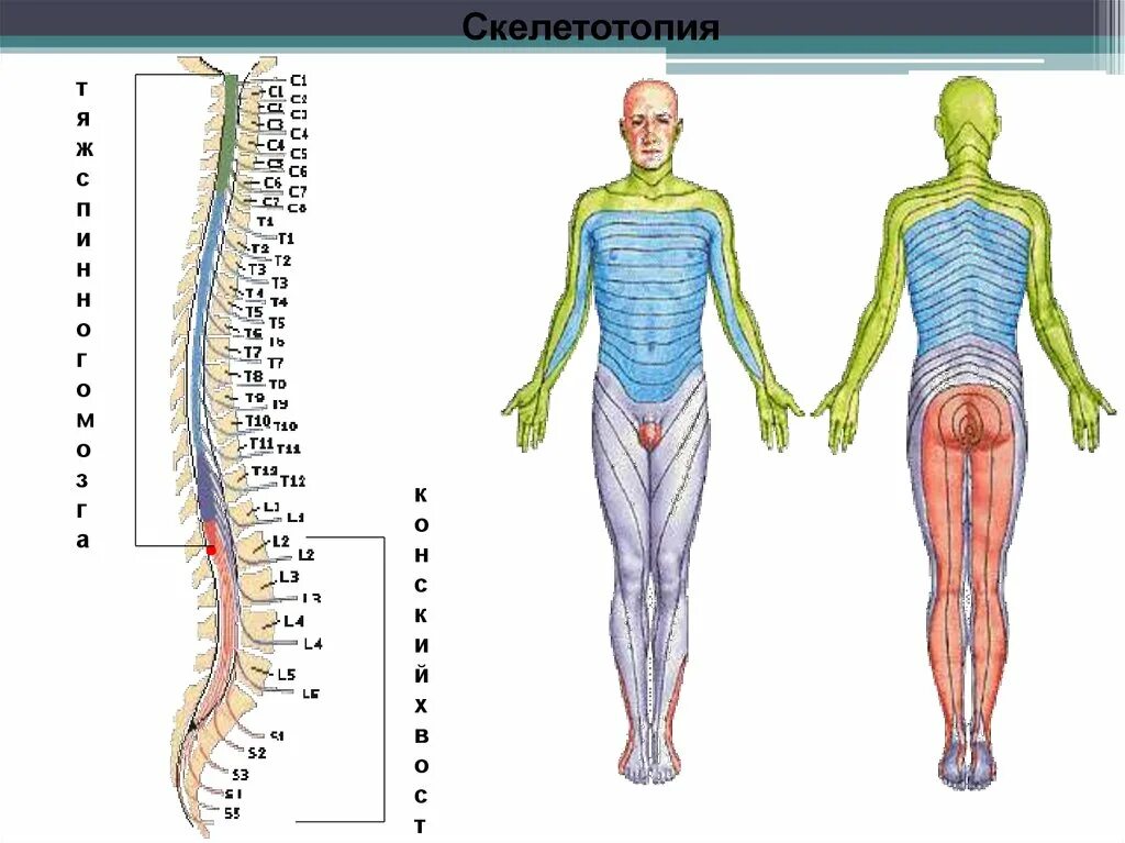 Уровне сегментов спинного мозга. Скелетотопия корешков спинномозговых нервов. скелетотопия сегментов спинного мозга. спинной мозг уровень l3 s1. конский хвост спинного мозга сегменты.