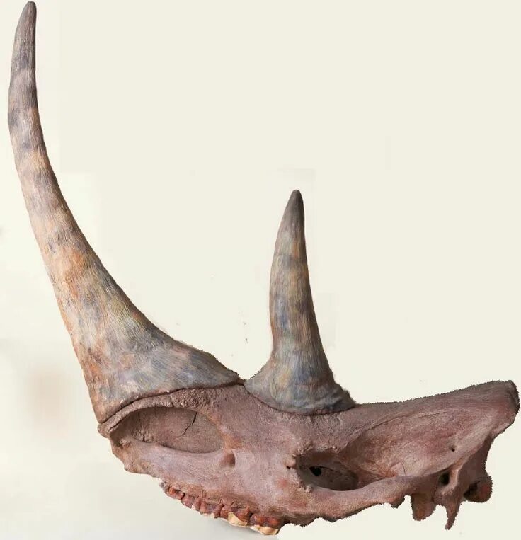 Череп существа. Скелет шерстистого носорога. Череп шерстистого носорога. Рог шерстистого носорога. Coelodonta antiquitatis скелет.