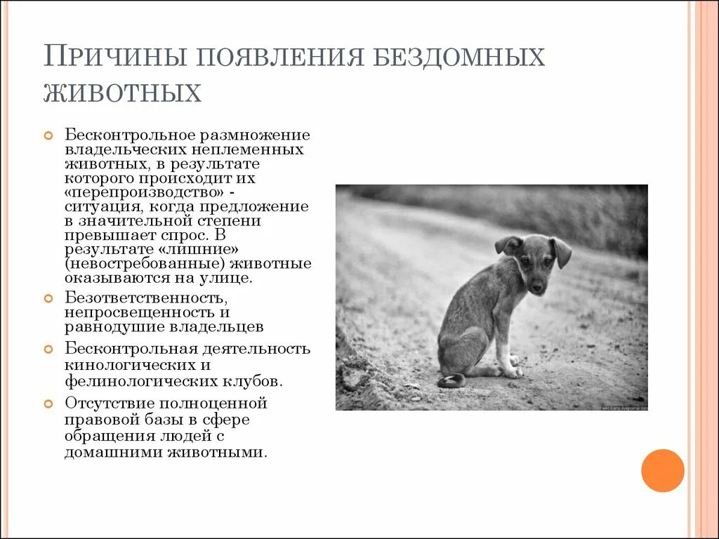 Причины появления бездомных. Причины возникновения бездомных животных. Причины бездомных животных. Причины возникновения проблемы бездомных животных. Причины бездомности животных.