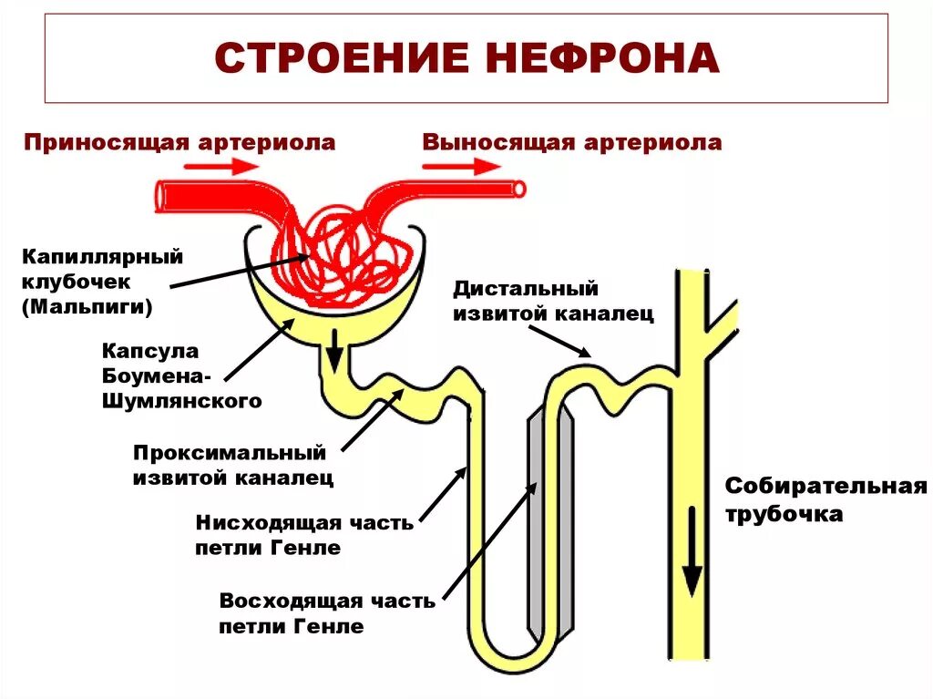 Капсула клубочка нефрона строение. Структура нефрона капсула и каналец. Строение нефрона человека схема. Анатомическое строение нефрона.