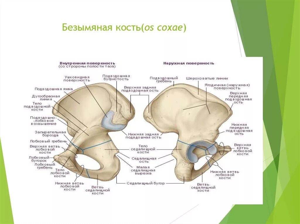 Седалищная кость кость анатомия. Подвздошной кости внутренняя структура. Седалищная вырезка седалищной кости. Седалищная кость анатомия строение. Подвздошная кость седалищная