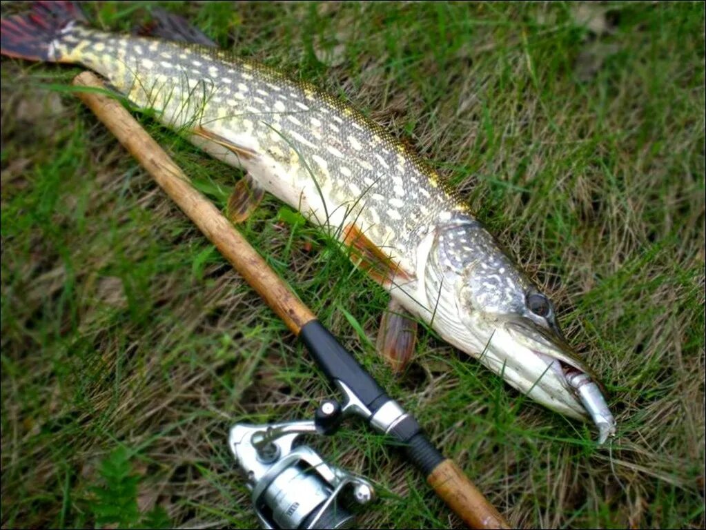 Пик активности щуки осенью. Ловля трофейной щуки. Щука в камышах. Чаща щука. Щука на траве.