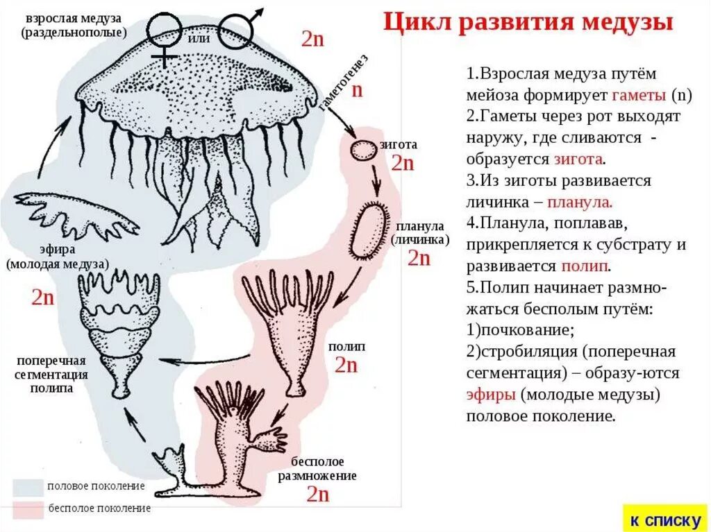 Онтогенез кишечнополостных. Цикл размножения сцифоидных медуз. бесполое размножение медуз. цикл развития кишечнополостных схема. размножение сцифоидных медуз.