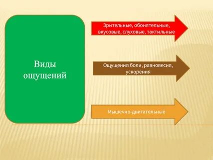 Зрительного осязательного обонятельного восприятия