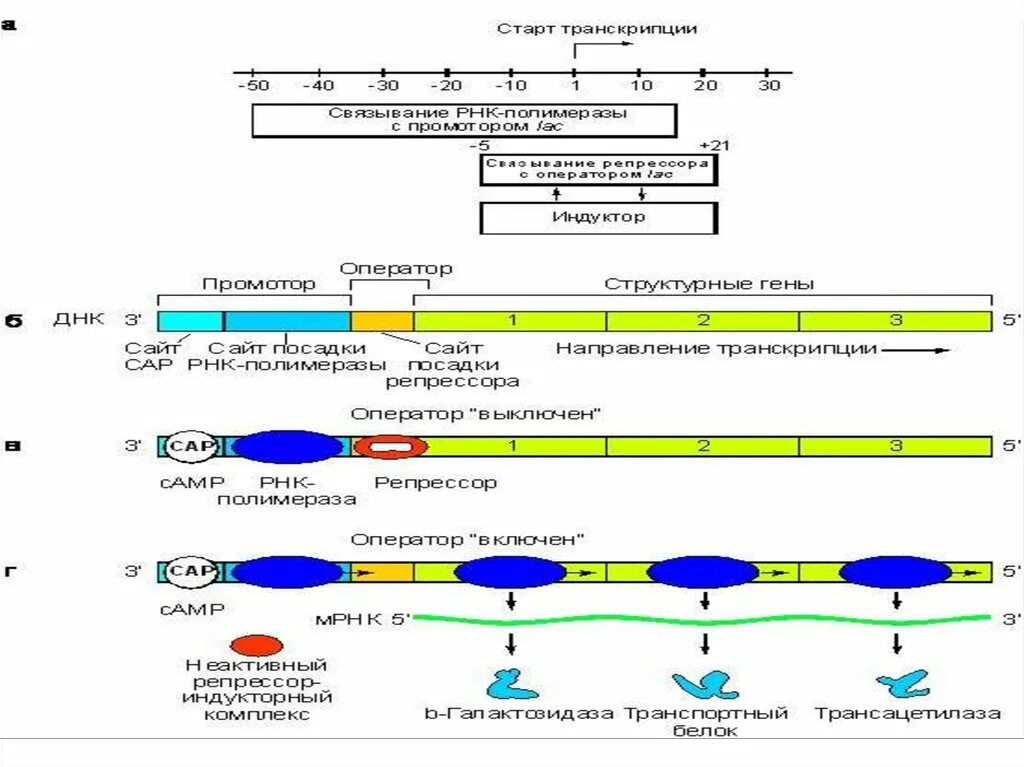 Промотор и терминатор