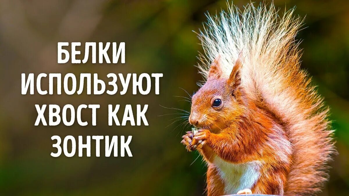 1 факт о животных. Факты о животных. удивительные факты о животных. необычные факты о животных. удивительные животные факты.