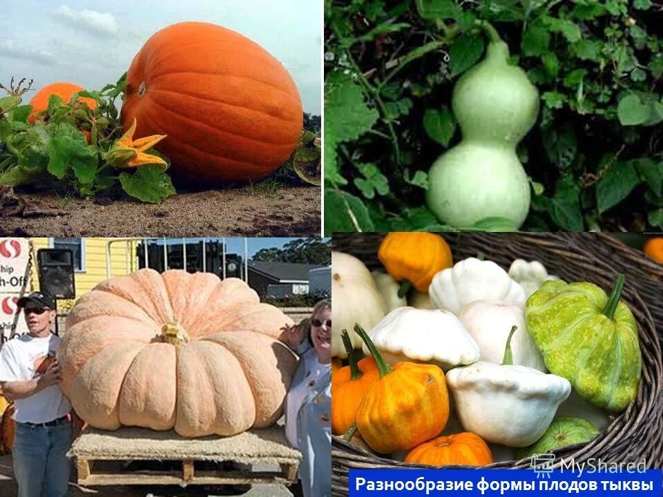 тыква (плод). дисковидная форма тыквы. формы плодов тыквы. окраска плодов у тыквы эпистаз. формы плодов тыквы.