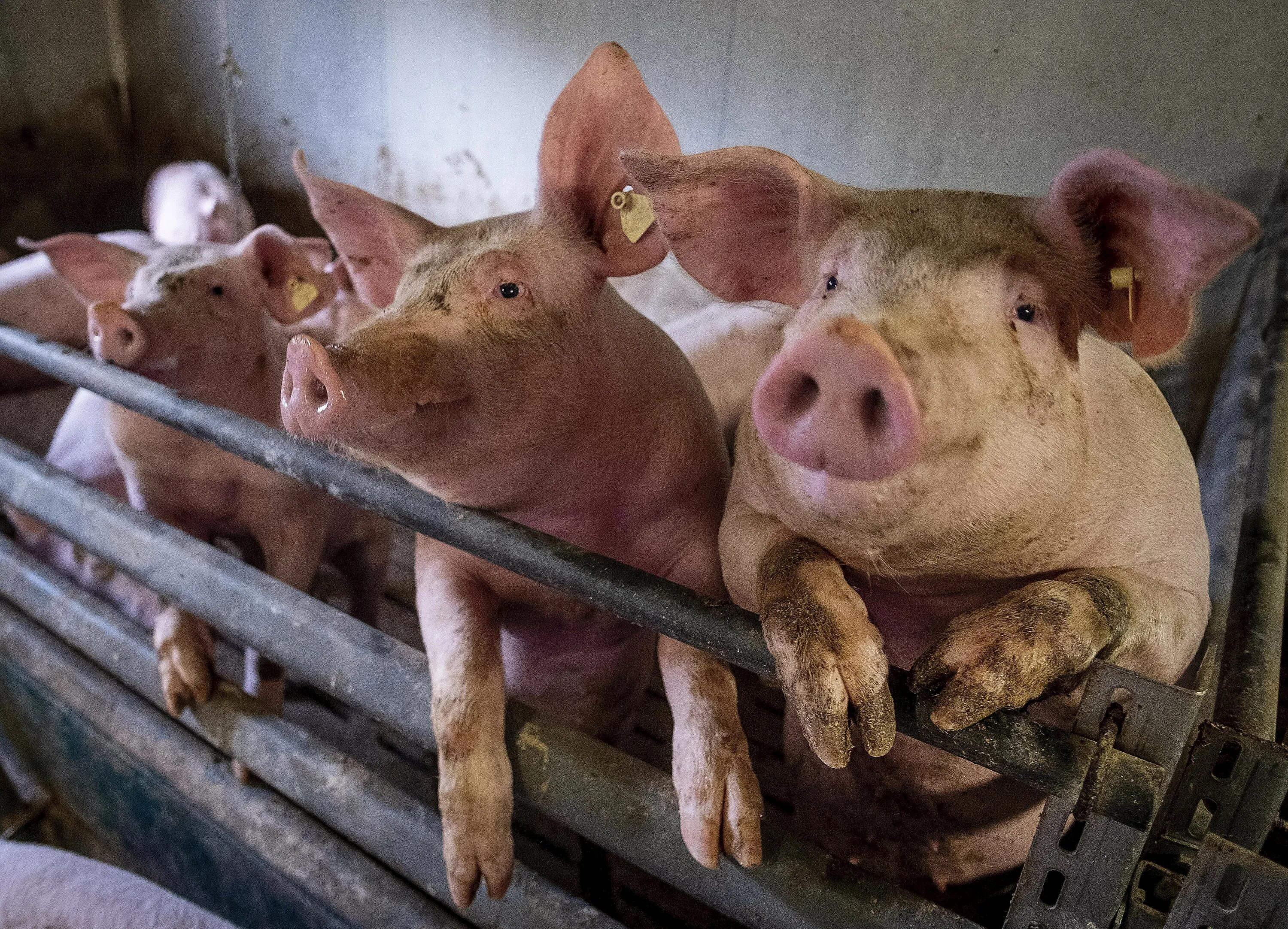 Грипп свиней. Грипп свиней. Симптомы гриппа свиней у свиней. Грипп свиней. Свиной вирус.