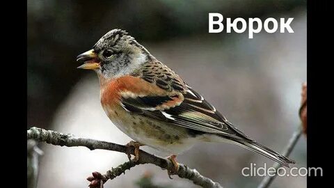 Юрок форум