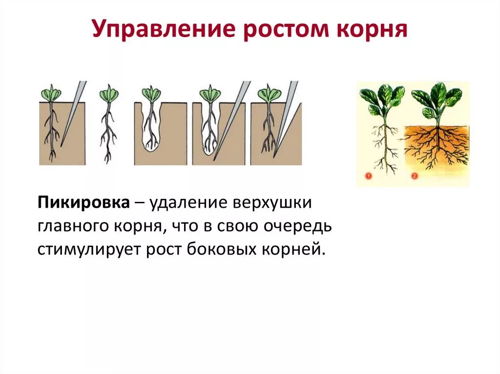 Какой метод позволил ученым установить эффективность пикировки. Пикировка растений. Пикировка главного корня. Агротехнические приемы пикировка.