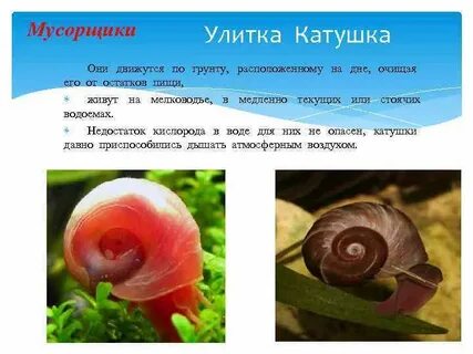 Задача амбициозная улитка